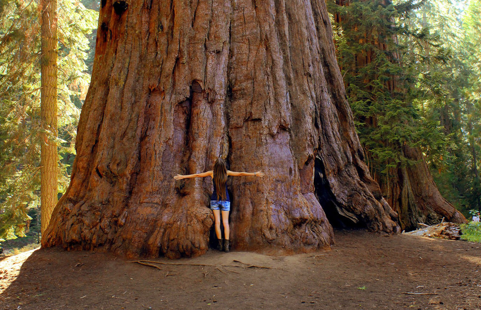 Best Place to Visit Redwoods in California