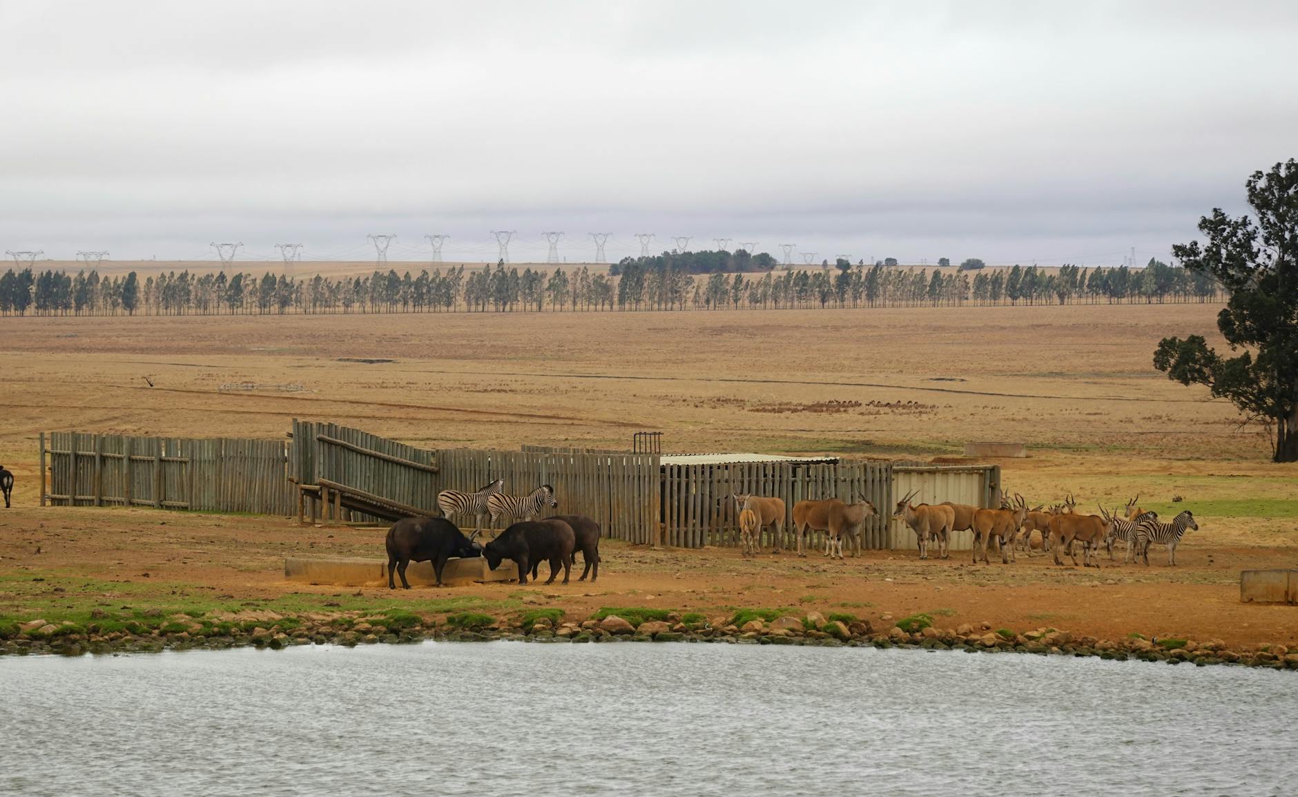 wildlife gathered at watering hole in safari park