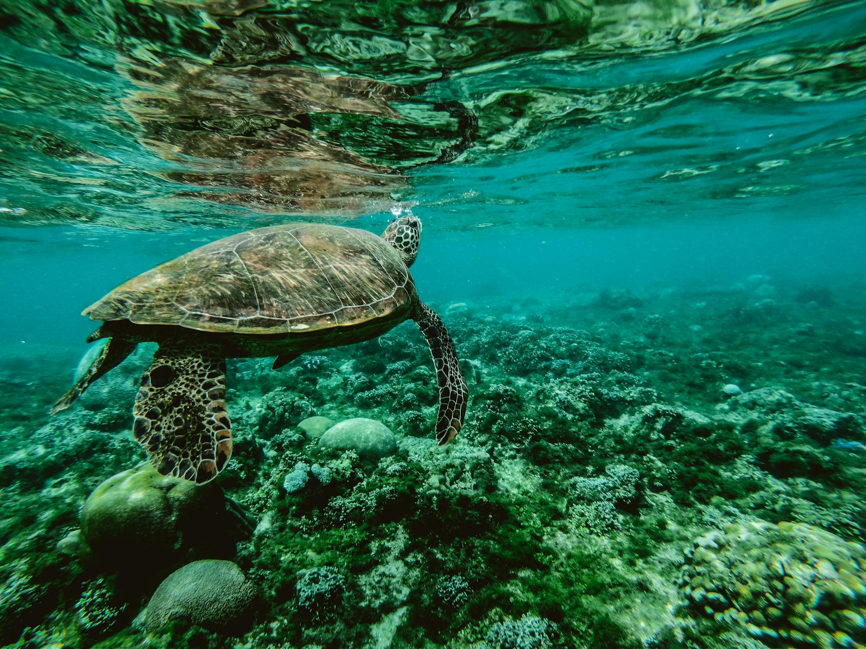 photo of a turtle swimming underwater