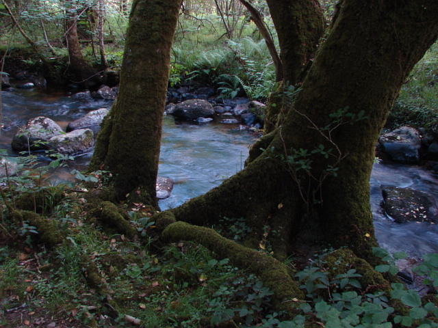 River Bovey