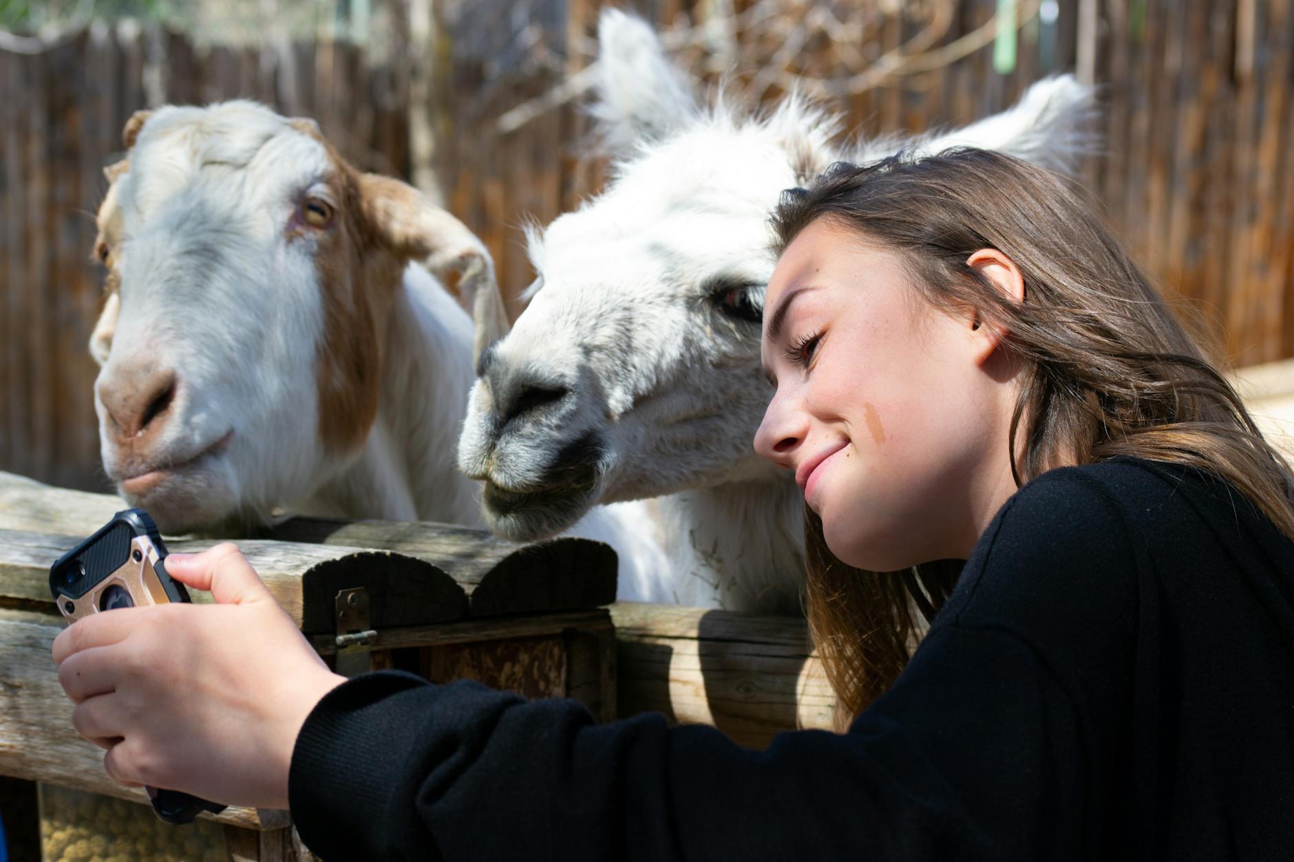 woman in black shirt beside white llama