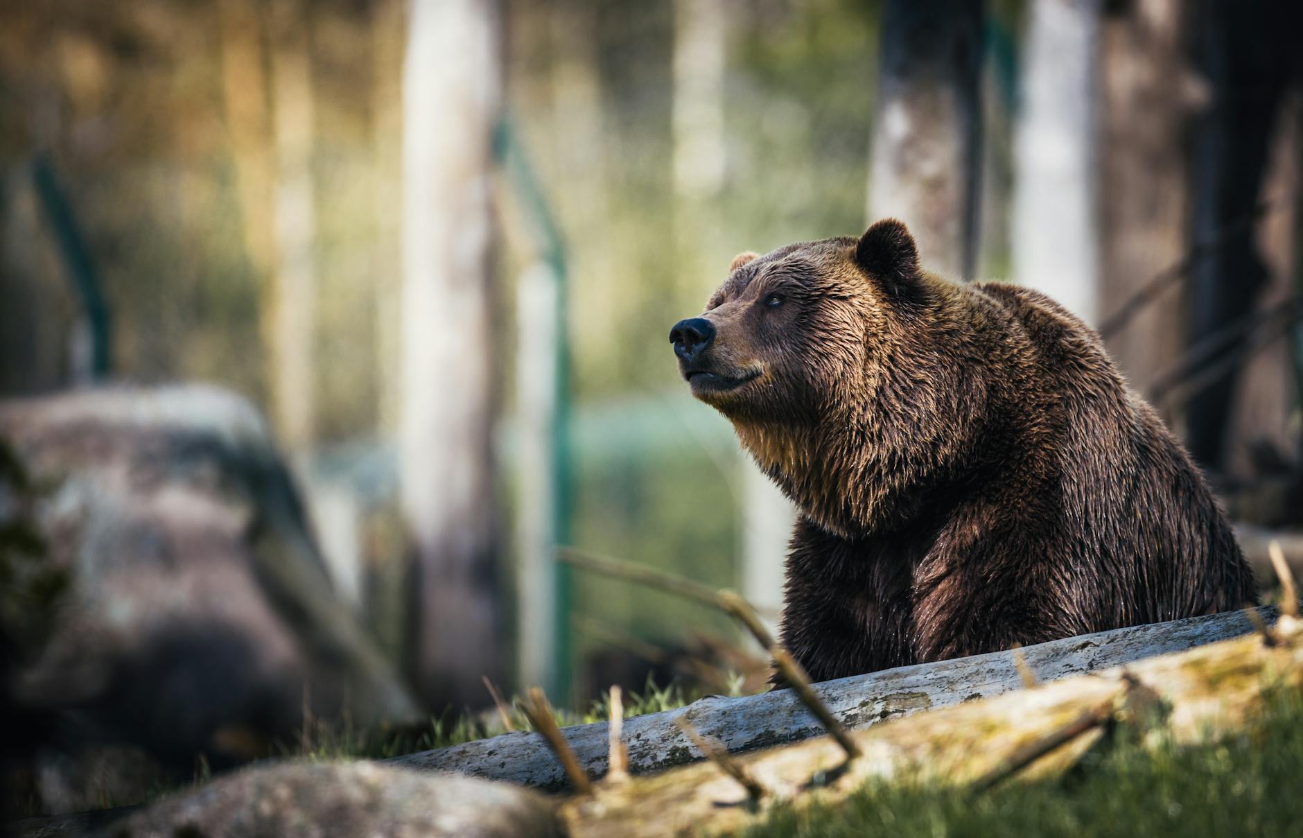 close up photography of grizzly bear