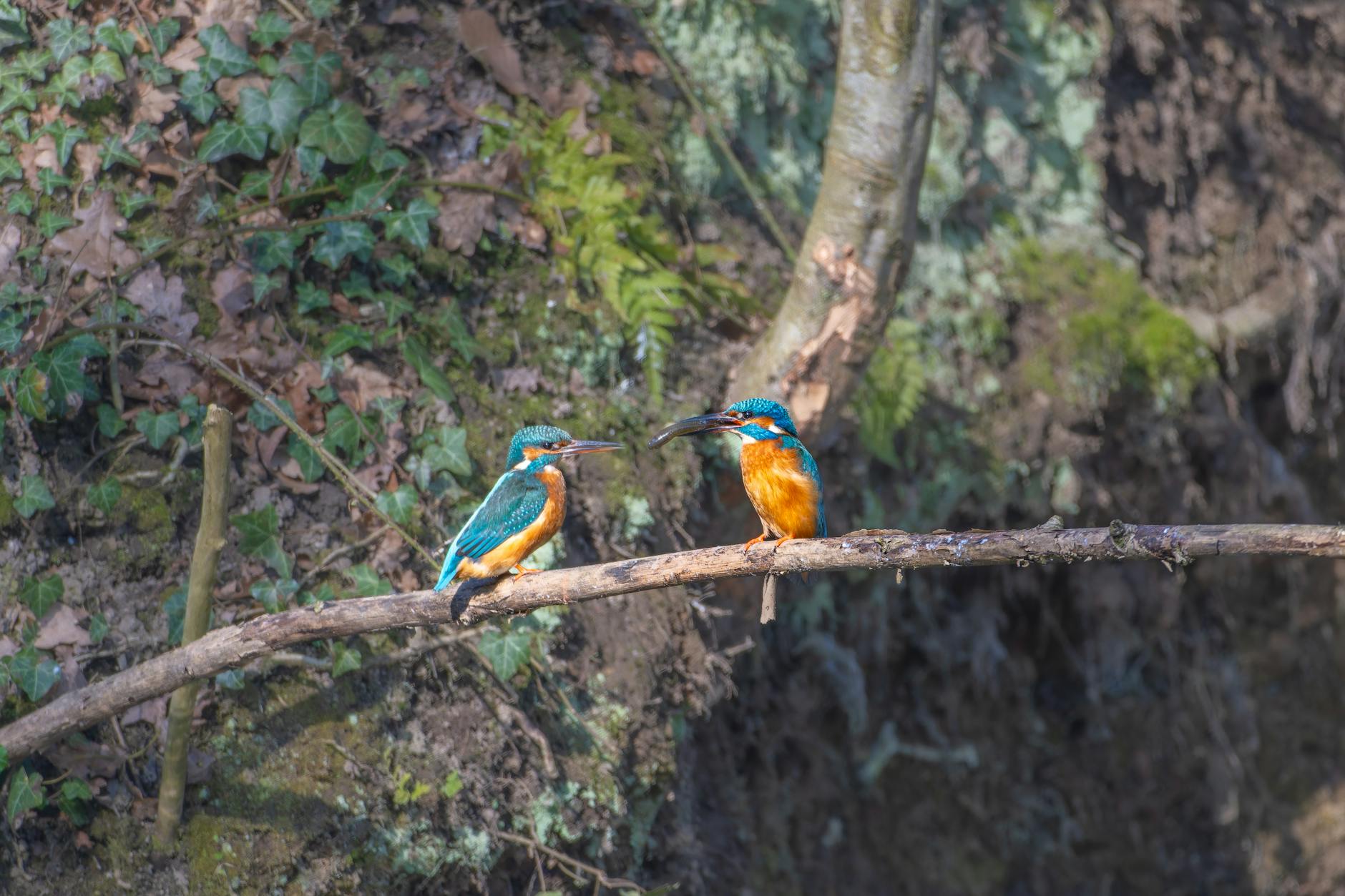 two kingfishers perched on a branch in front of a forest