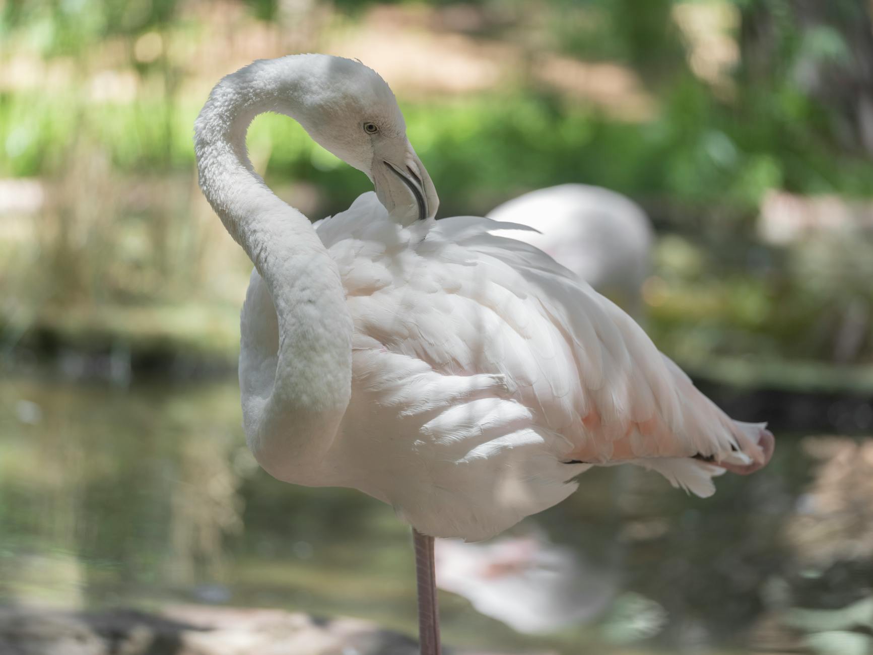 elegant pink flamingo in sunlit habitat