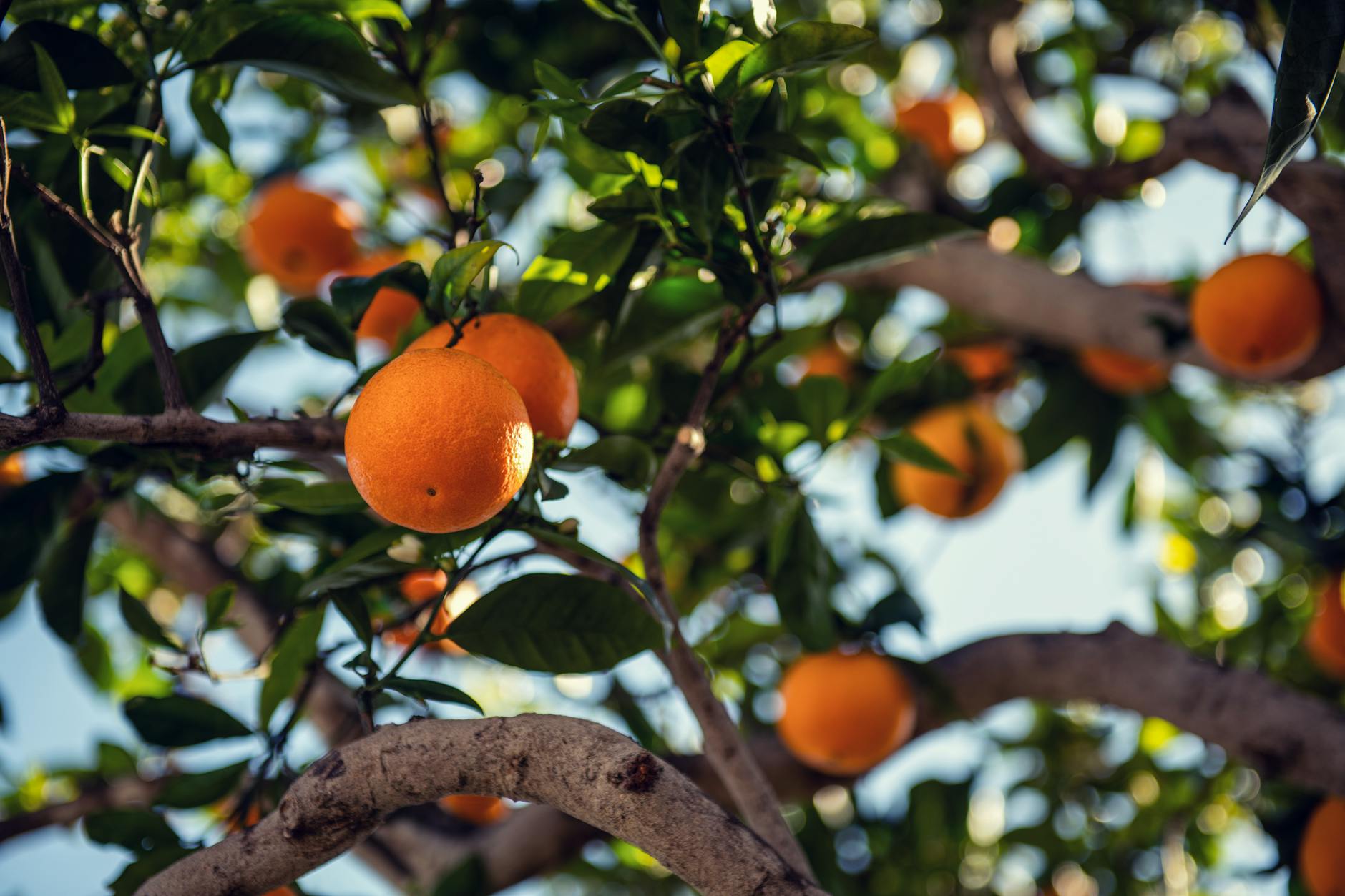 orange fruit on tree