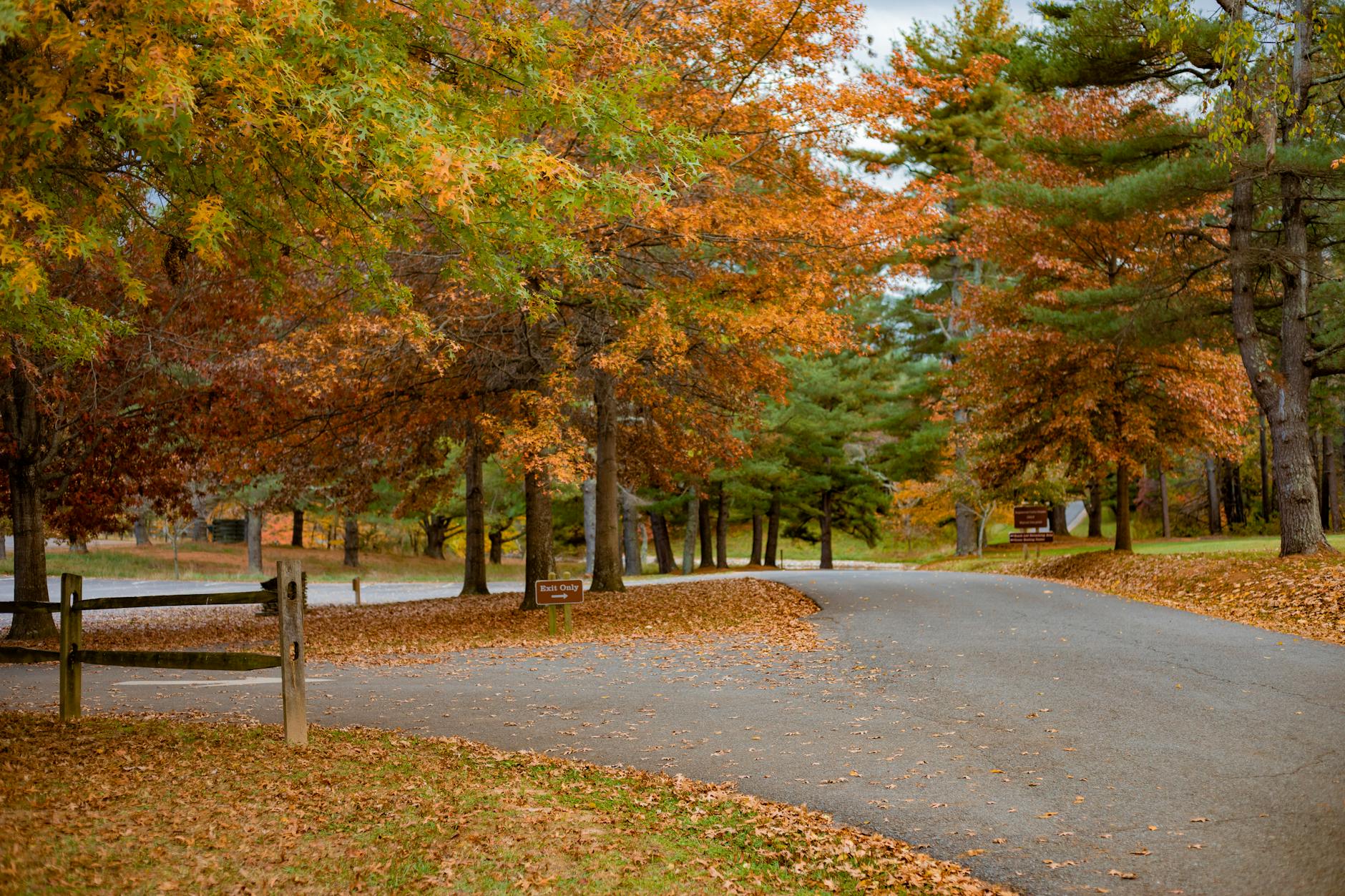 photo of brown and green trees