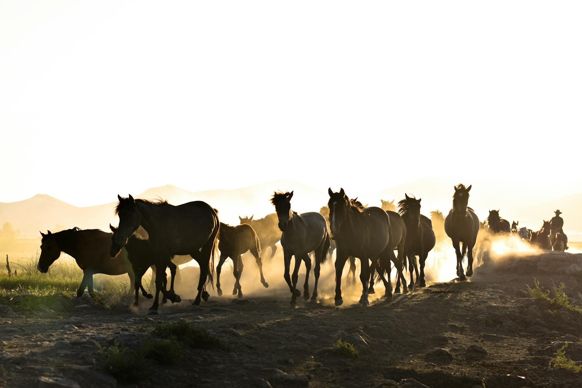 herd of horses running through field at sunrise